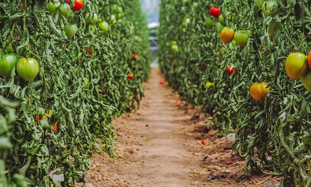 horticulture