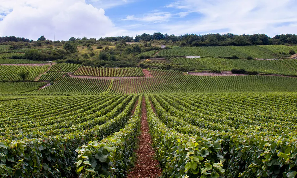 orchards